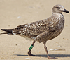 ad LBBG in October, ringed in the Netherlands. (60900 bytes)