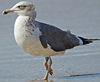 ad LBBG in October, ringed in the Netherlands. (60900 bytes)