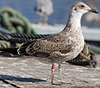 ad LBBG in October, ringed in the Netherlands. (60900 bytes)