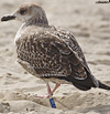 ad LBBG in October, ringed in the Netherlands. (60900 bytes)