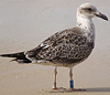 ad LBBG in October, ringed in the Netherlands. (60900 bytes)