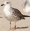 ad LBBG in October, ringed in the Netherlands. (60900 bytes)