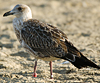 ad LBBG in October, ringed in the Netherlands. (60900 bytes)