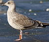 ad LBBG in October, ringed in the Netherlands. (60900 bytes)