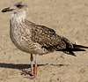ad LBBG in October, ringed in the Netherlands. (60900 bytes)