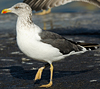 ad LBBG in October, ringed in the Netherlands. (60900 bytes)