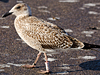 ad LBBG in October, ringed in the Netherlands. (60900 bytes)