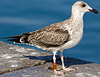 ad LBBG in October, ringed in the Netherlands. (60900 bytes)