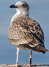 ad LBBG in October, ringed in the Netherlands. (60900 bytes)