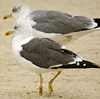 ad LBBG in October, ringed in the Netherlands. (60900 bytes)