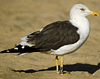 ad LBBG in October, ringed in the Netherlands. (60900 bytes)