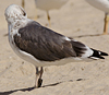ad LBBG in October, ringed in the Netherlands. (60900 bytes)
