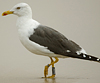 ad LBBG in October, ringed in the Netherlands. (60900 bytes)