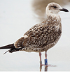 ad LBBG in October, ringed in the Netherlands. (60900 bytes)
