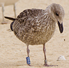 ad LBBG in October, ringed in the Netherlands. (60900 bytes)