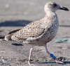ad LBBG in October, ringed in the Netherlands. (60900 bytes)