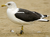 ad LBBG in October, ringed in the Netherlands. (60900 bytes)