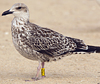 ad LBBG in October, ringed in the Netherlands. (60900 bytes)