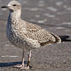 ad LBBG in October, ringed in the Netherlands. (60900 bytes)
