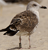 ad LBBG in October, ringed in the Netherlands. (60900 bytes)
