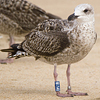 ad LBBG in October, ringed in the Netherlands. (60900 bytes)