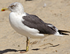 ad LBBG in October, ringed in the Netherlands. (60900 bytes)
