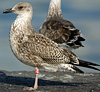 ad LBBG in October, ringed in the Netherlands. (60900 bytes)