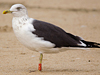 ad LBBG in October, ringed in the Netherlands. (60900 bytes)