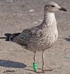 ad LBBG in October, ringed in the Netherlands. (60900 bytes)