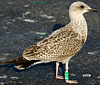 ad LBBG in October, ringed in the Netherlands. (60900 bytes)