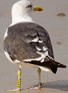 ad LBBG in October, ringed in the Netherlands. (60900 bytes)