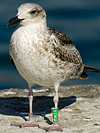 ad LBBG in October, ringed in the Netherlands. (60900 bytes)