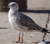 1cy argenteus in November, ringed in Belgium. (25637 bytes)