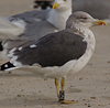 ad LBBG in October, ringed in the Netherlands. (60900 bytes)