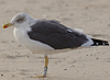 ad LBBG in October, ringed in the Netherlands. (60900 bytes)