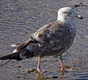 1cy argenteus in November, ringed in Belgium. (25637 bytes)