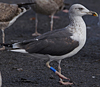 juvenile LBBG, ringed in the Netherlands.