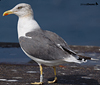 ad LBBG in October, ringed in the Netherlands. (60900 bytes)