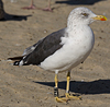 ad LBBG in October, ringed in the Netherlands. (60900 bytes)