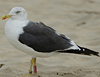 adult LBBG Dutch intergrade in September, ringed in the Netherlands. (85708 bytes)