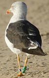 3cy graellsii LBBG in June, ringed in the Netherlands. (135385 bytes)