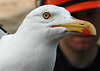 juvenile LBBG in October, ringed in Norway. (131273 bytes)