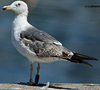 3cy graellsii LBBG in June, ringed in the Netherlands. (135385 bytes)