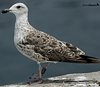 3cy graellsii LBBG in June, ringed in the Netherlands. (135385 bytes)