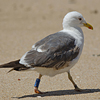 3cy graellsii LBBG in June, ringed in the Netherlands. (135385 bytes)