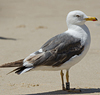 3cy graellsii LBBG in June, ringed in the Netherlands. (135385 bytes)
