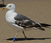 3cy graellsii LBBG in June, ringed in the Netherlands. (135385 bytes)
