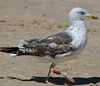 3cy graellsii LBBG in June, ringed in the Netherlands. (135385 bytes)