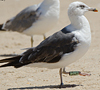 3cy graellsii LBBG in June, ringed in the Netherlands. (135385 bytes)