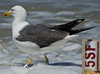 3cy graellsii LBBG in June, ringed in the Netherlands. (135385 bytes)